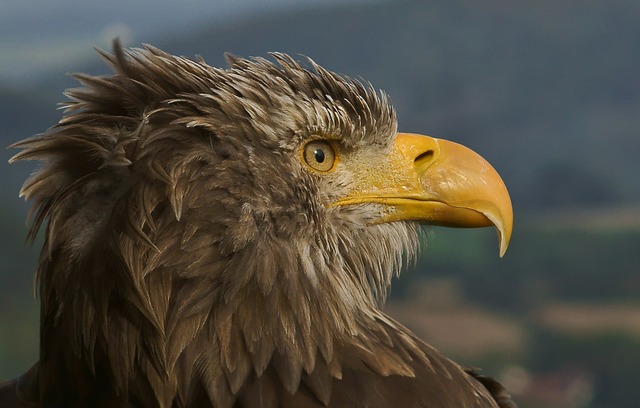 بیزینس کوچینگ